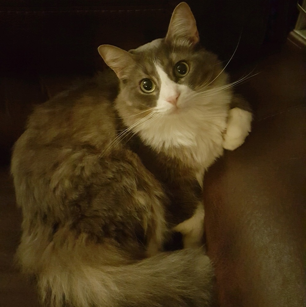 Meet your Posher, Sadey